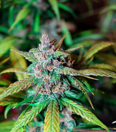 LSD-25 Auto fem сорт конопли