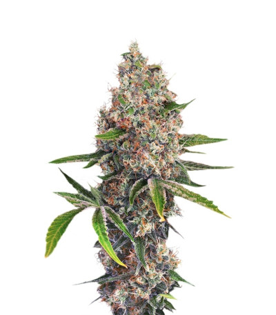 OG Kush fem сорт конопли
