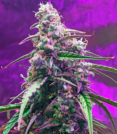 Fruit Punch Auto fem семена конопли