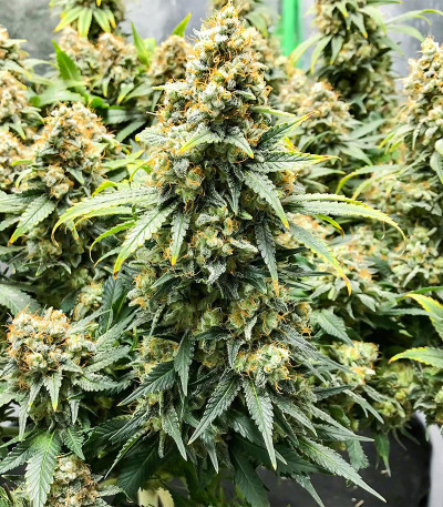 Blueberry OG fem (AlphaFem Seeds) семена конопли