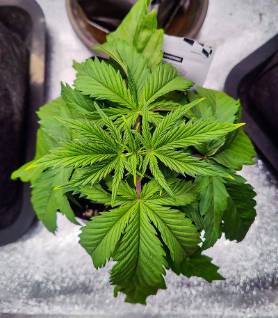 Purple Lemonade FF fem (FastBuds) семена конопли