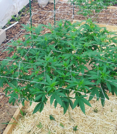 Red Leicester Tease fem (Dr. Krippling Seeds) семена конопли