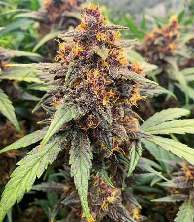 Purple Lemonade FF fem (FastBuds) семена конопли