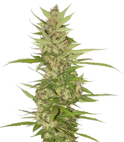 Northern Lights x Big Bud Auto fem (World of Seeds) семена конопли