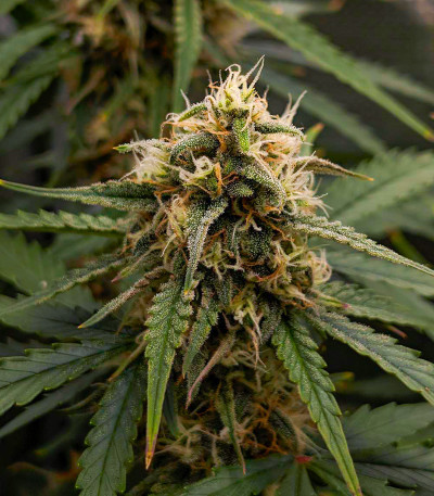Papaya Zoap Auto fem (Sweet Seeds) семена конопли