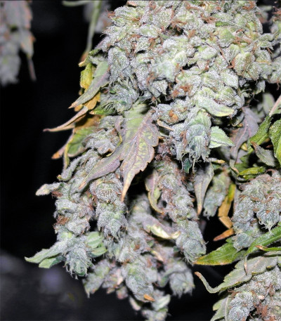 Critical Kush fem (Barney's Farm) семена конопли