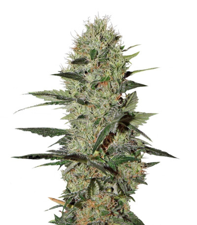 Купить семена марихуаны Exodus Cheese Auto шишки