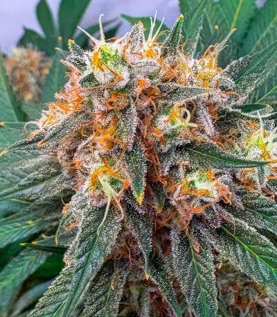 LFG fem (Barney's Farm) семена конопли