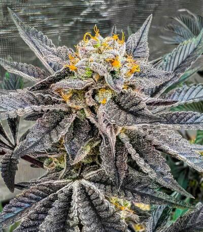 Zillions fem от Barney's Farm семена конопли