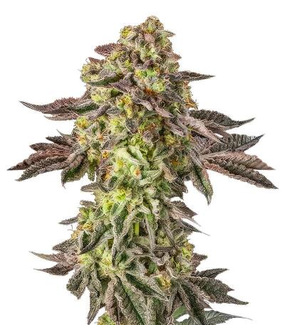 Sugar Rock by Cookies fem семена конопли