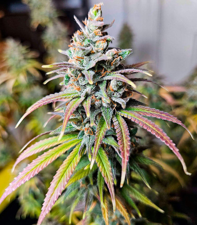Apple Betty fem (Herbies Seeds) семена конопли