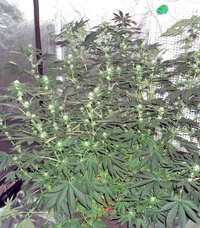 K-Train fem (Green House Seeds) семена конопли