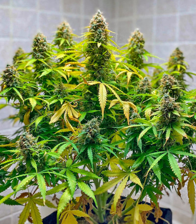 CBD Apple Betty Auto fem (Herbies Seeds) семена конопли