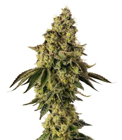 Peach Cake by Cookies fem (Silent Seeds) семена конопли