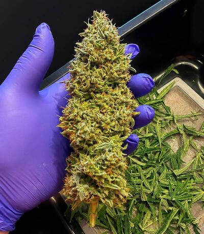 Banana Daddy Auto RBX2 fem (Ethos Genetics) семена конопли