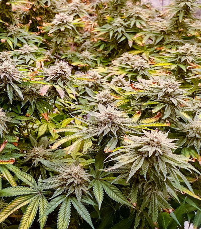 Lemon Orange fem (Green House Seeds) семена конопли