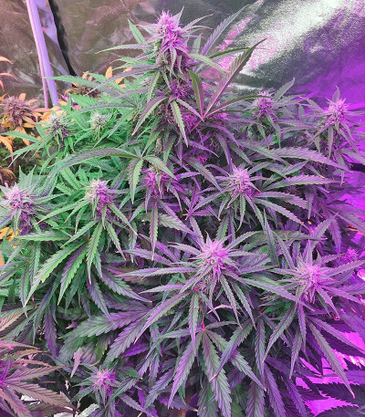 Сорт марихуаны Auto Cinderella Jack