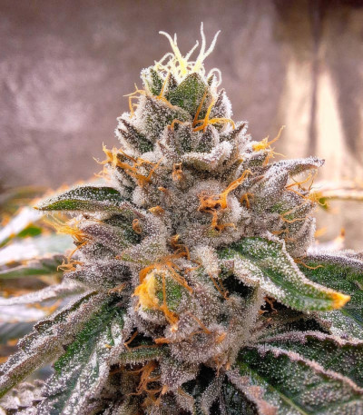 Marshmallow OG fem (Compound Genetics) семена конопли