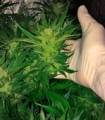 Ghost Train Haze fem (Seedkeepers) семена конопли