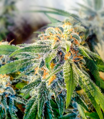 Gorilla Glue # 4 fem ( Cali Buds Seeds) семена конопли