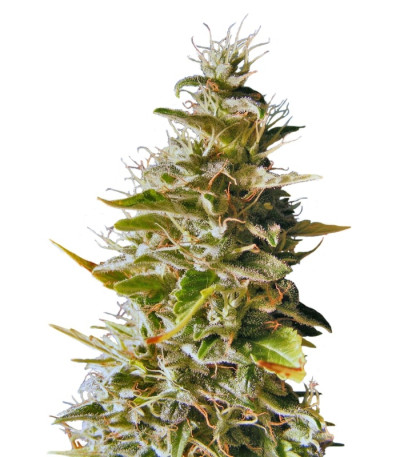 Botafumeiros fem семена конопли (Sweet Seeds)