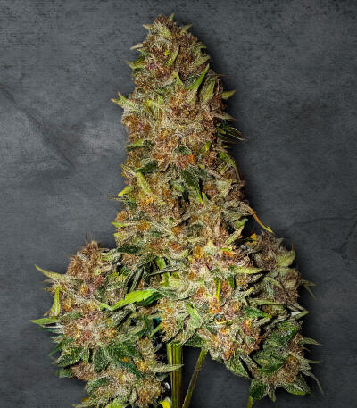 Cherry Cola Auto RF3 fem (FastBuds) семена конопли