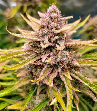 Peach Crescendo Auto RF3 fem (Ethos Genetics) семена конопли