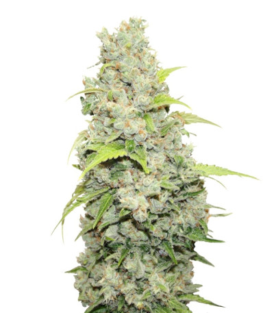 Bcn Sour Diesel fem семена конопли
