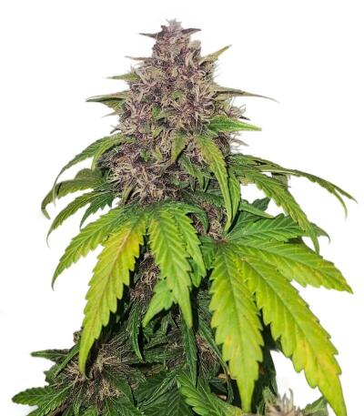 Banana Purple Punch Auto RF3 fem (FastBuds) семена конопли