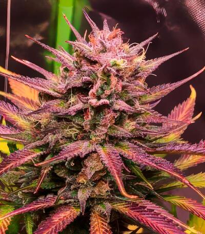 Strawberry Gorilla Auto RF3 fem (FastBuds) семена конопли