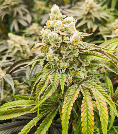 Banana Punch fem (Barney's Farm) семена конопли
