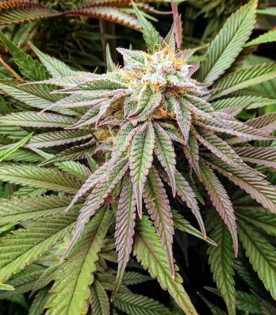 Triple G fem (Royal Queen Seeds) семена конопли