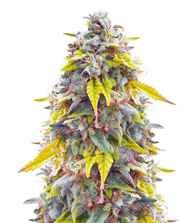 Ghost Train Haze fem (Seedkeepers) семена конопли