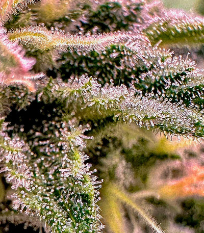 Shawty R1 fem (Ethos Genetics) семена конопли