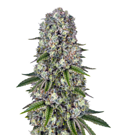 Tropicanna Banana fem (Barney's Farm) семена конопли