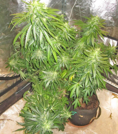 Devotchka Auto fem (Doctor’s Choice) семена конопли