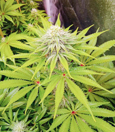 Sherbet Cuvee Cookies fem (Cali Buds Seeds) семена конопли