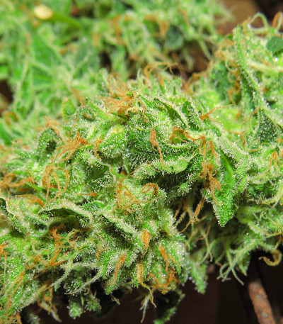 Катюша fem (Kalashnikov Seeds) семена конопли
