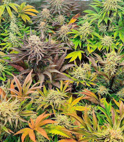 Mimosa X Orange Punch fem (Barney's Farm) семена конопли