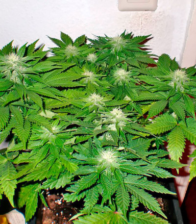 Afghan Kush X Skunk fem (World of Seeds) семена конопли