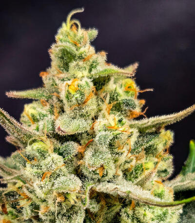 Cherry Cola Auto RF3 fem (FastBuds) семена конопли