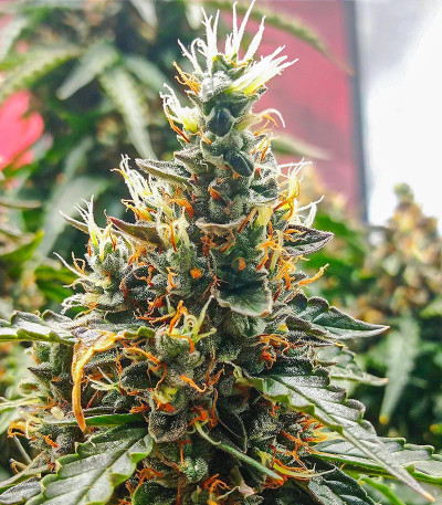 Dozy Doz fem (AlphaFem Seeds) семена конопли