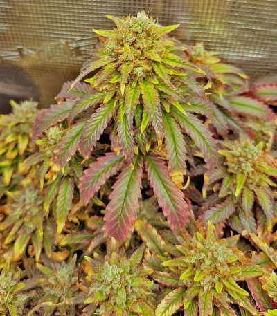 Lemon Drizzle fem (Barney's Farm) семена конопли