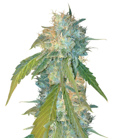Yumbolt 47 fem (World of Seeds) семена конопли