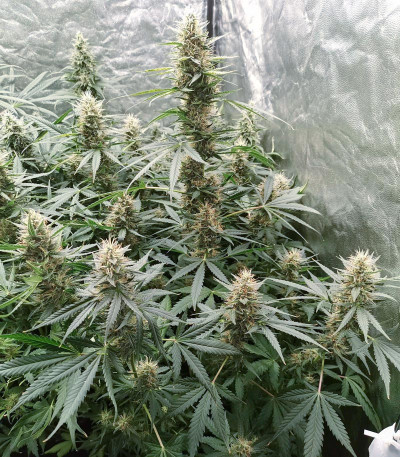 Auto White Widow fem (Dutch Passion) семена конопли