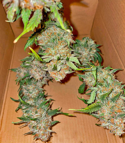 Mint Jelly Auto fem (Humboldt Seed Company) семена конопли