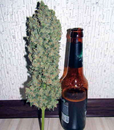 Wappa fem (Paradise Seeds) семена конопли