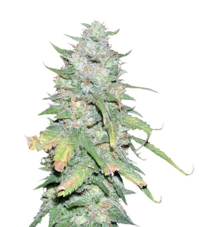 Medical Collection 8 (World of Seeds) микс семян конопли