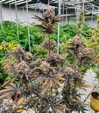 Banana Purple Punch Auto RF3 fem (FastBuds) семена конопли
