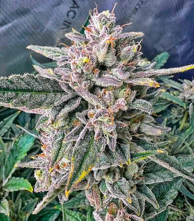 Peach Crescendo Auto RF3 fem (Ethos Genetics) семена конопли